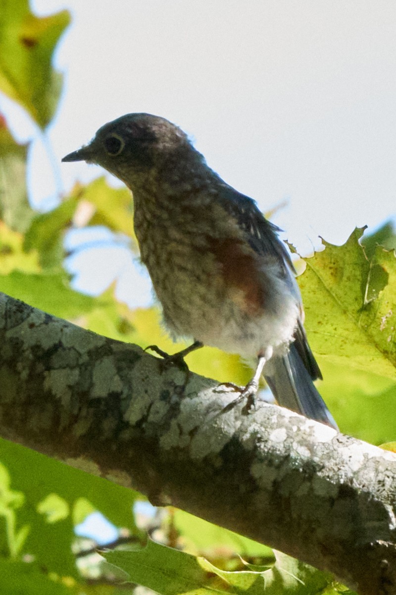 Eastern Bluebird - ML644121695