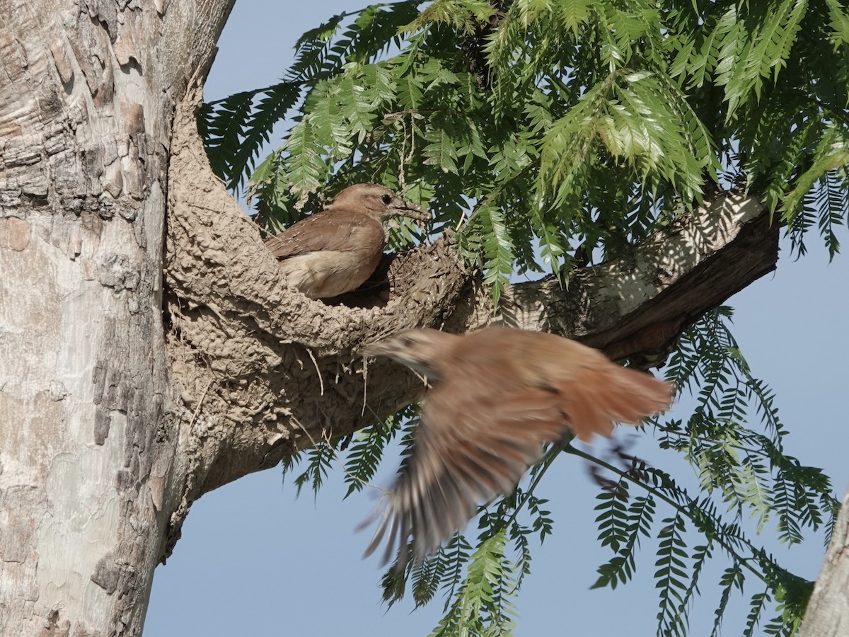Rufous Hornero - ML644121706