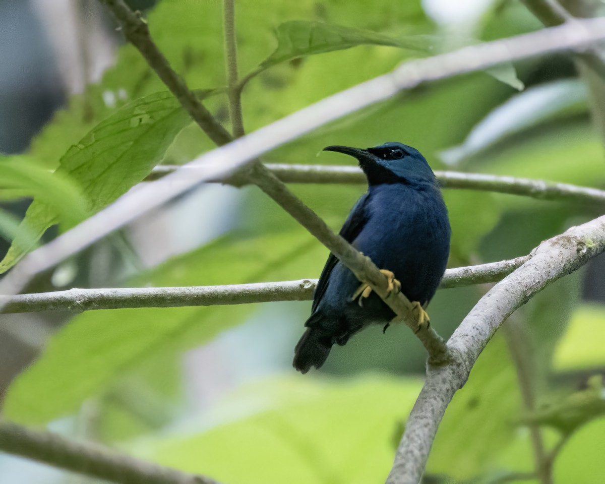Shining Honeycreeper - ML644121713