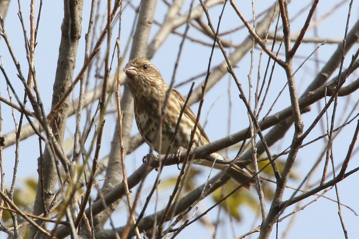 Purple Finch - ML644121717
