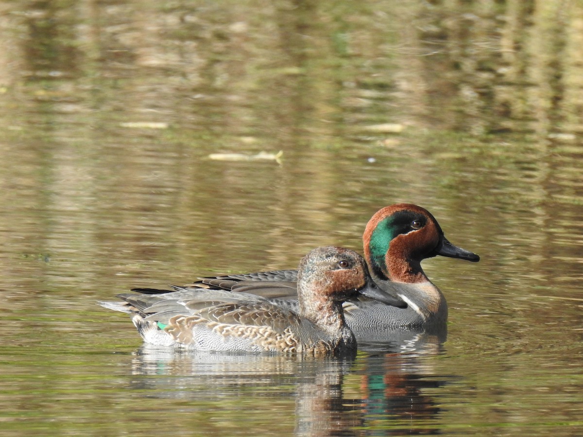 Green-winged Teal - ML644121719