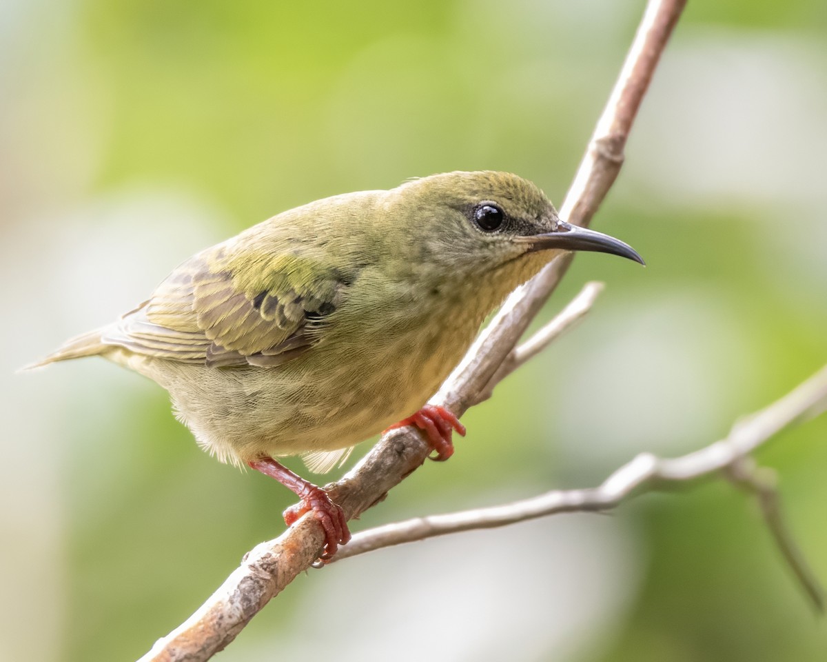Red-legged Honeycreeper - ML644121727