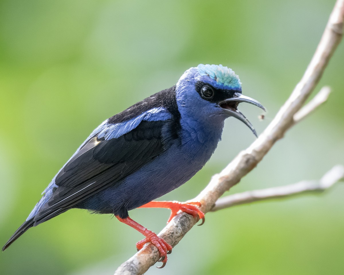 Red-legged Honeycreeper - ML644121728