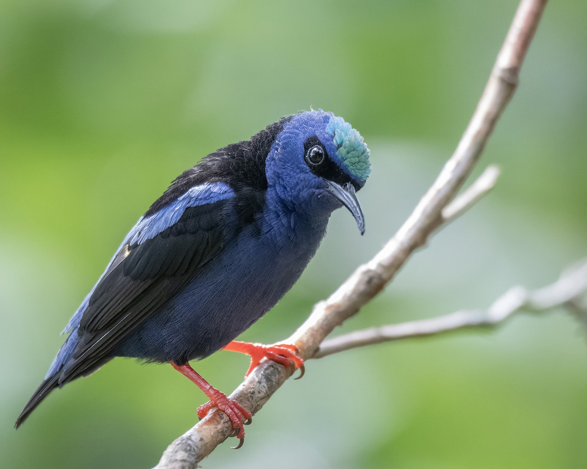 Red-legged Honeycreeper - ML644121729