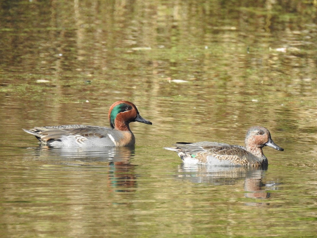 Green-winged Teal - ML644121730