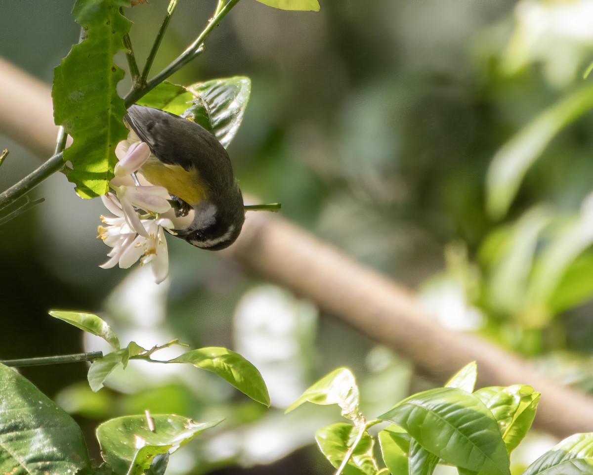 Bananaquit - ML644121731