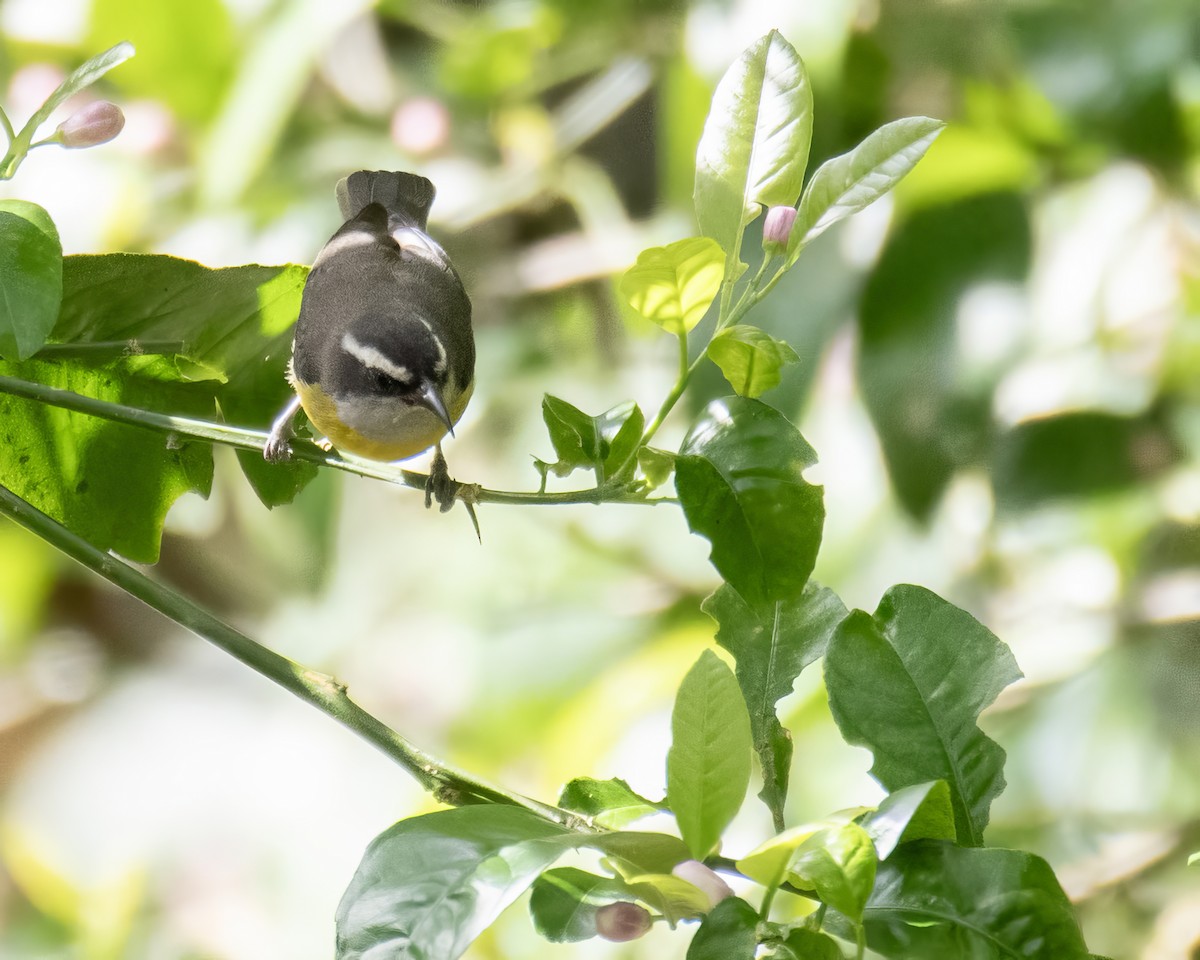 Bananaquit - ML644121732