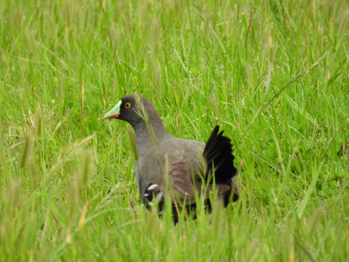 Gallinule aborigène - ML644121739