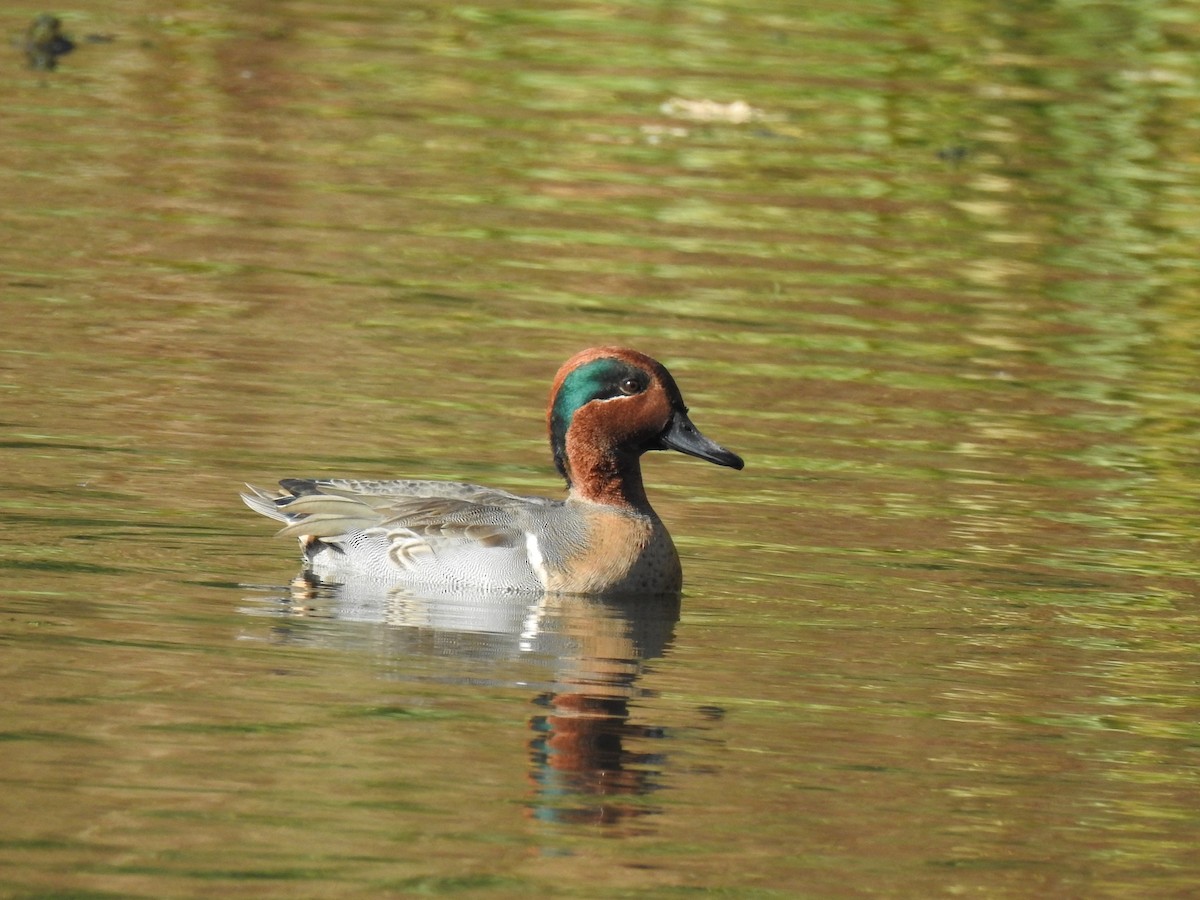 Green-winged Teal - ML644121741