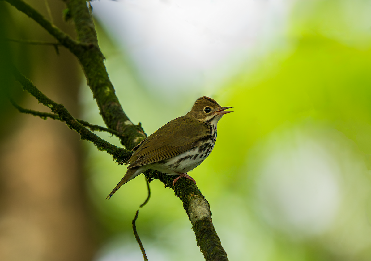 カマドムシクイ - ML644121749