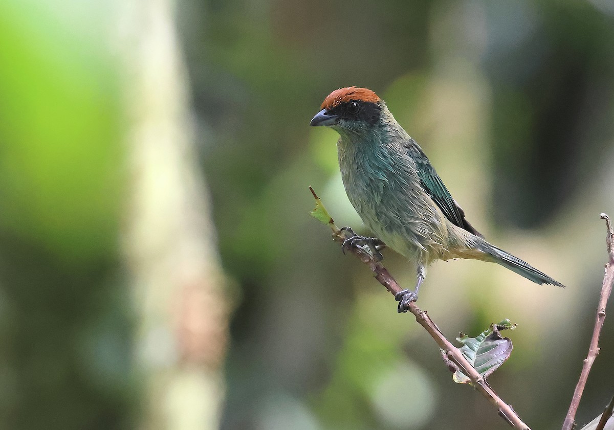 Scrub Tanager - ML644121752