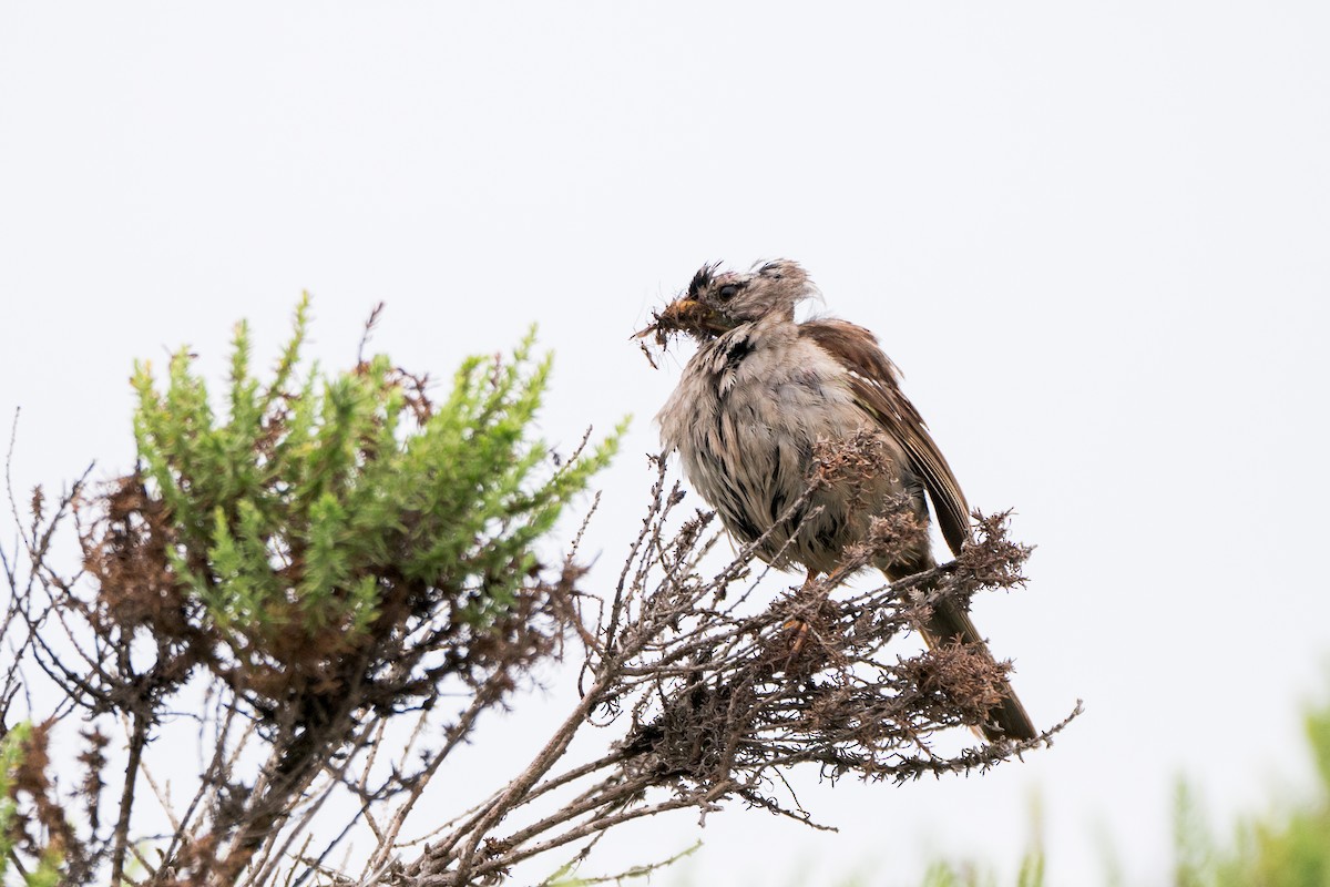 White-crowned Sparrow (nuttalli) - ML644121753