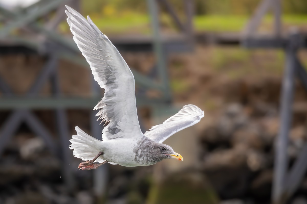 Gaviota de Bering - ML644121754