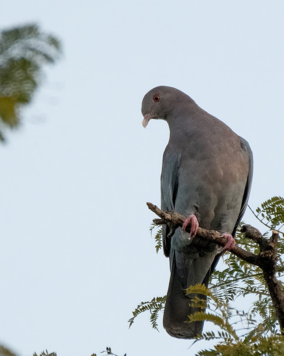 holub středoamerický - ML644121755
