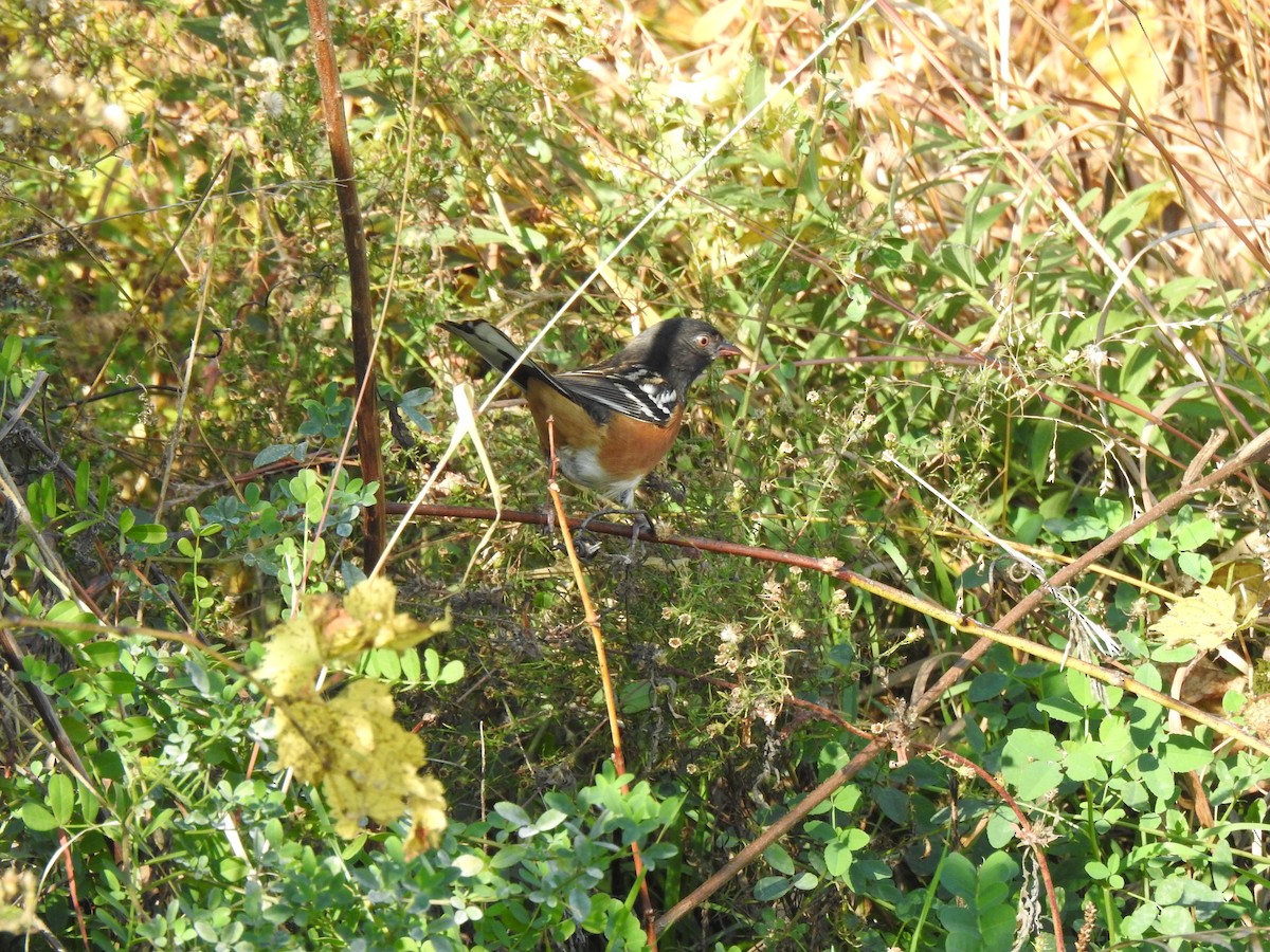 Spotted Towhee - ML644121756