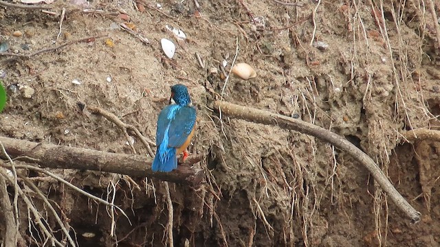 Common Kingfisher - ML644121758