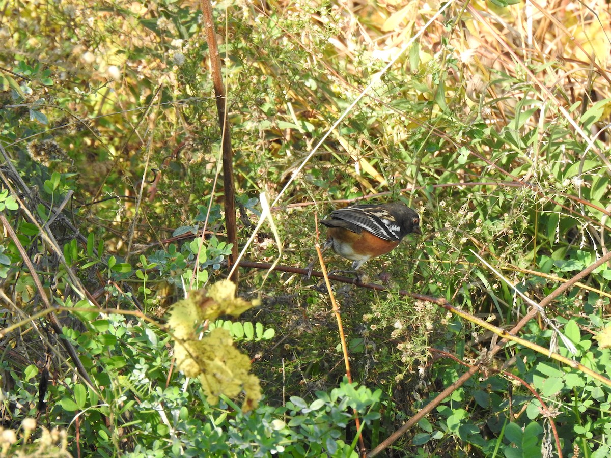 Spotted Towhee - ML644121764