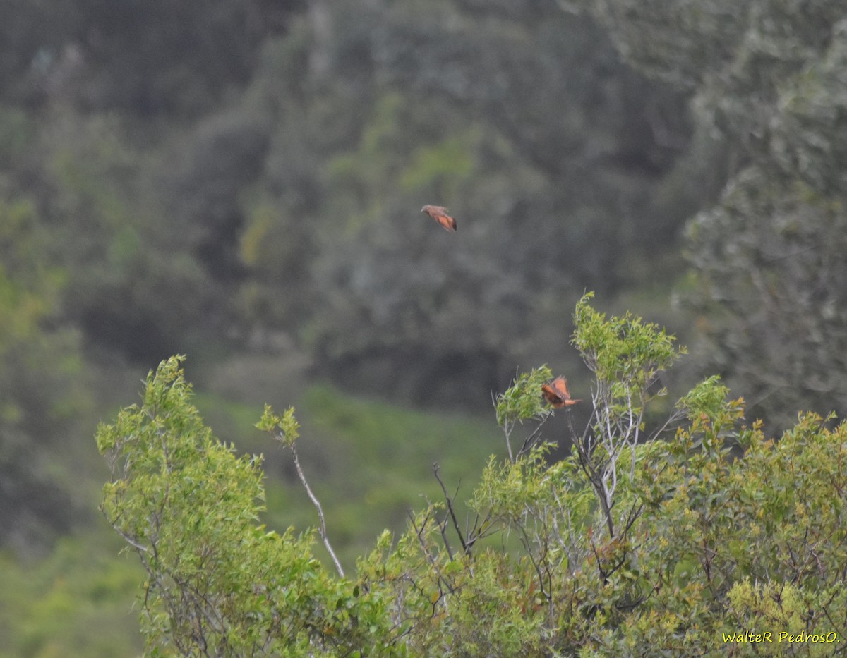 Cliff Flycatcher - ML644121791