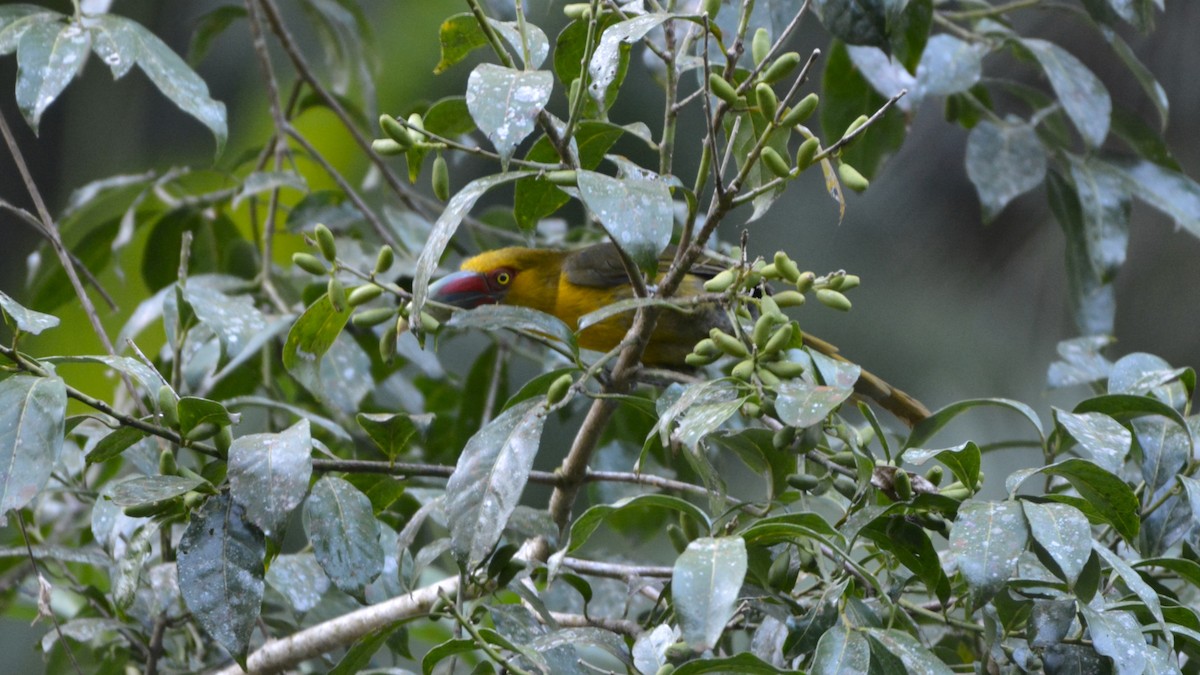Saffron Toucanet - ML644121792