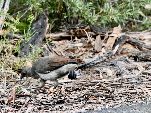 Superb Lyrebird - ML644121796