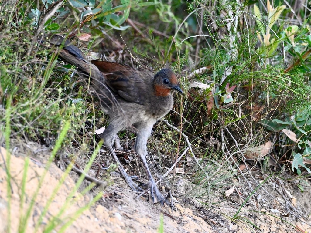 lyrochvost nádherný - ML644121798