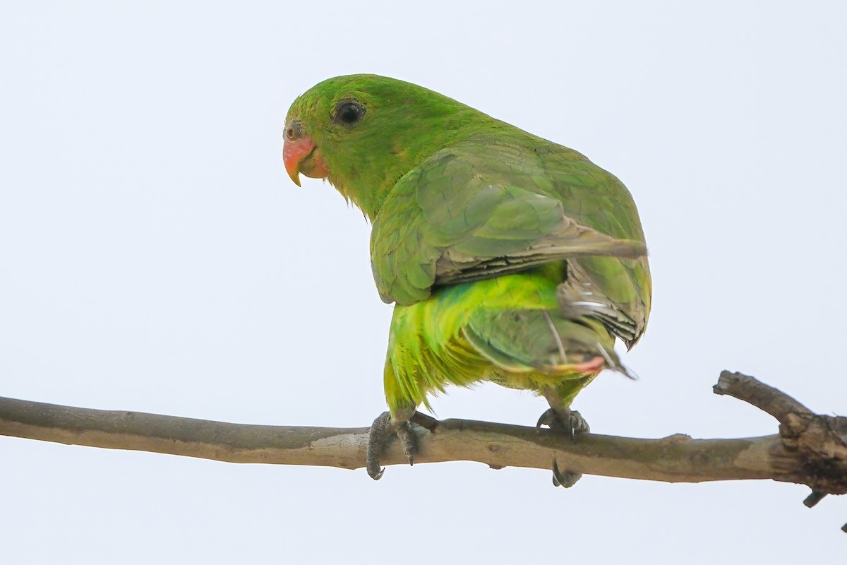 Red-winged Parrot - ML644121800