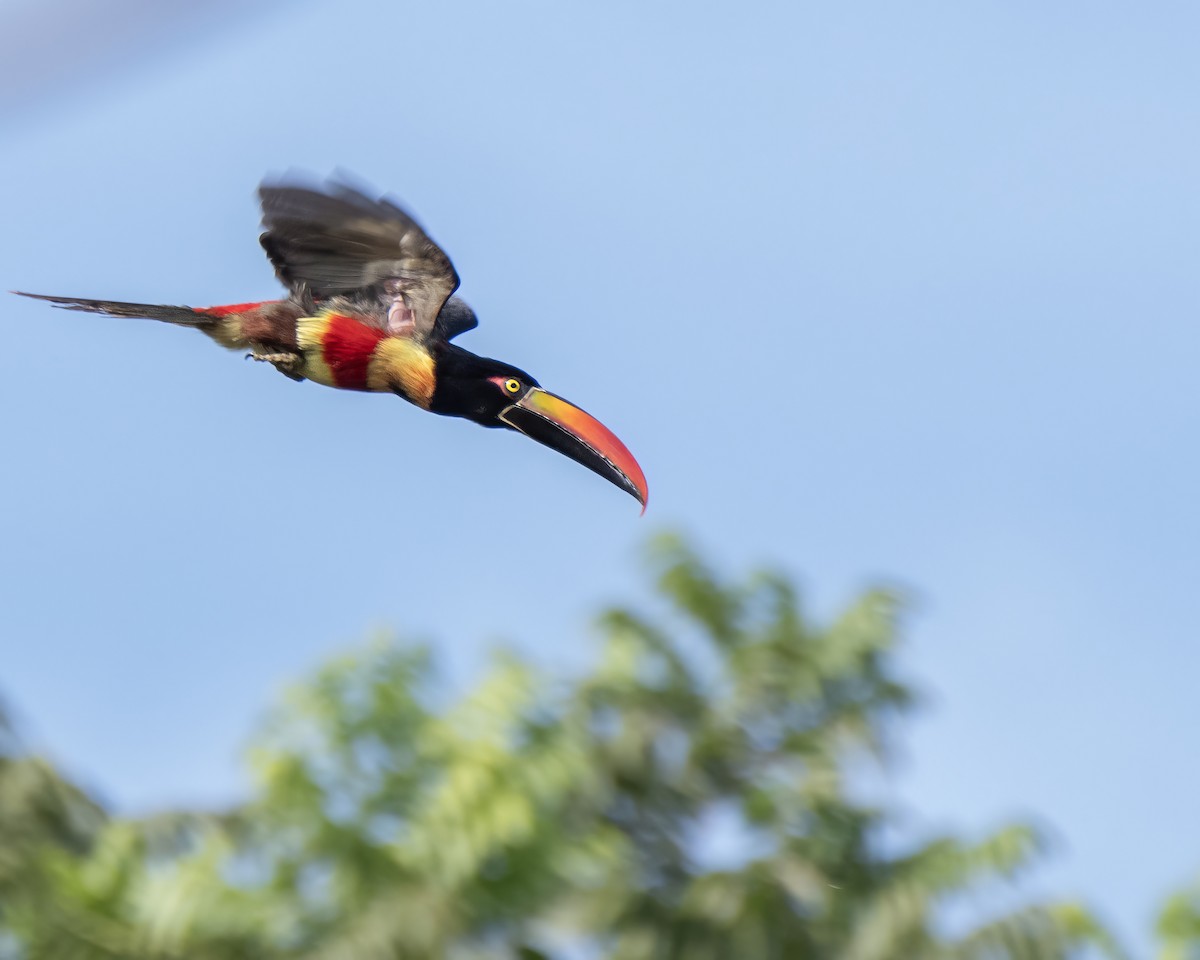 Fiery-billed Aracari - ML644121805