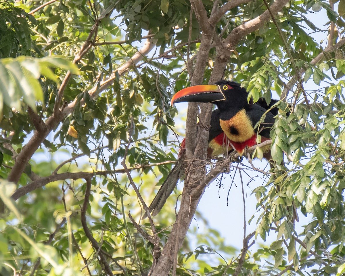 Fiery-billed Aracari - ML644121806