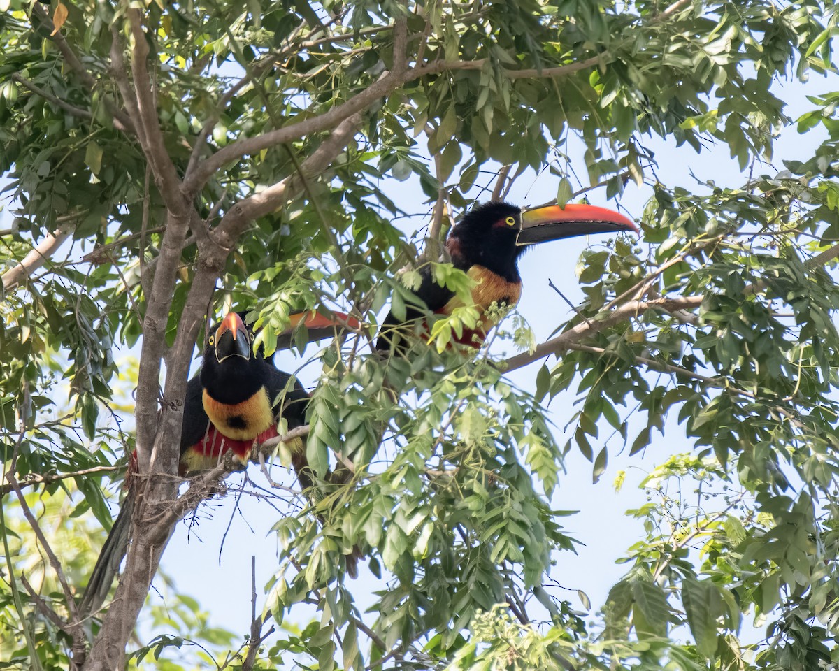 Fiery-billed Aracari - ML644121807