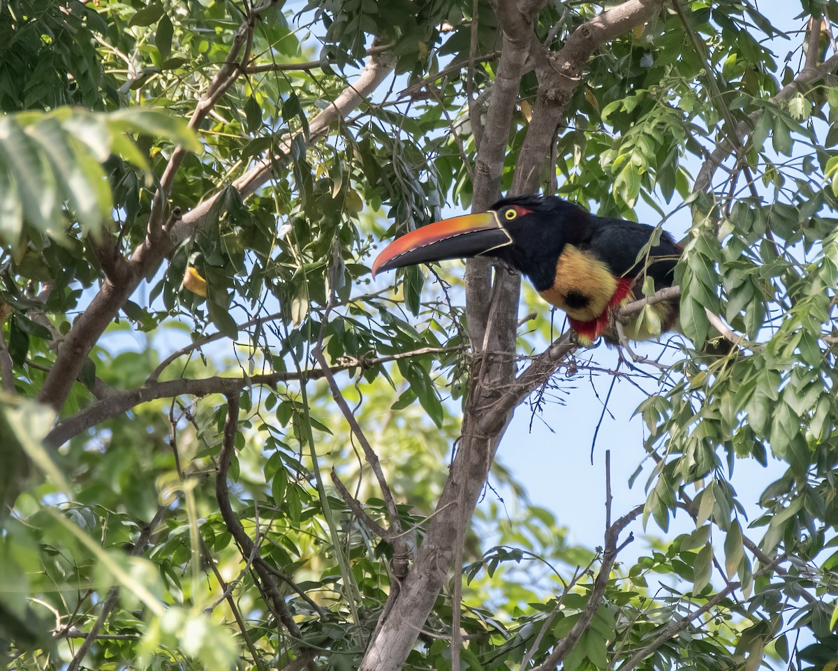 Fiery-billed Aracari - ML644121808