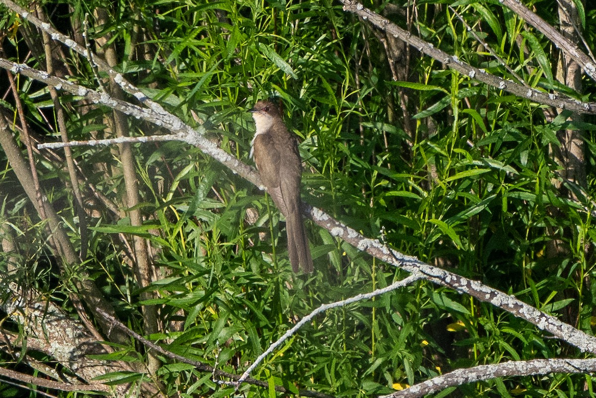 קוקיה שחורת-מקור - ML644121809