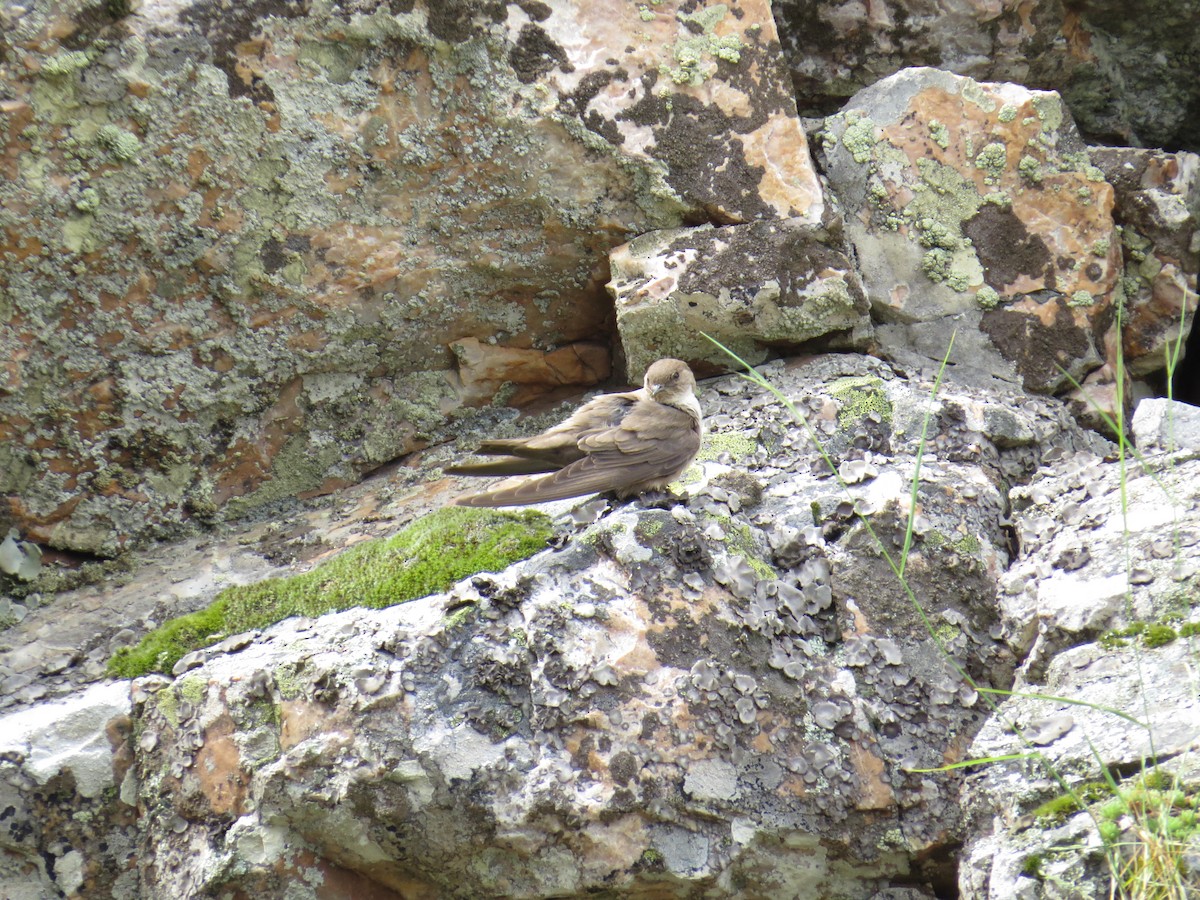 Eurasian Crag-Martin - ML64412181