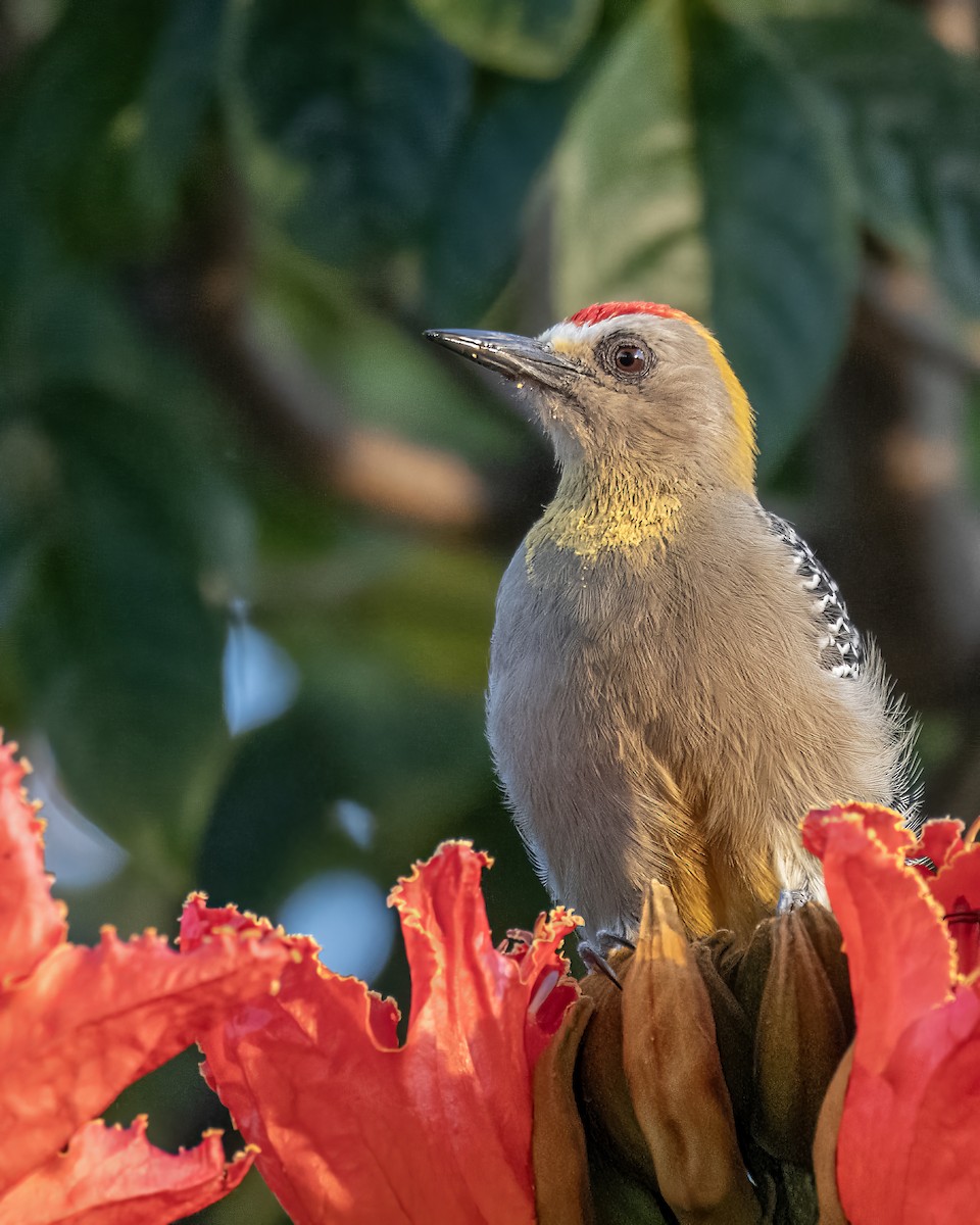 Гіла нікарагуанська - ML644121812