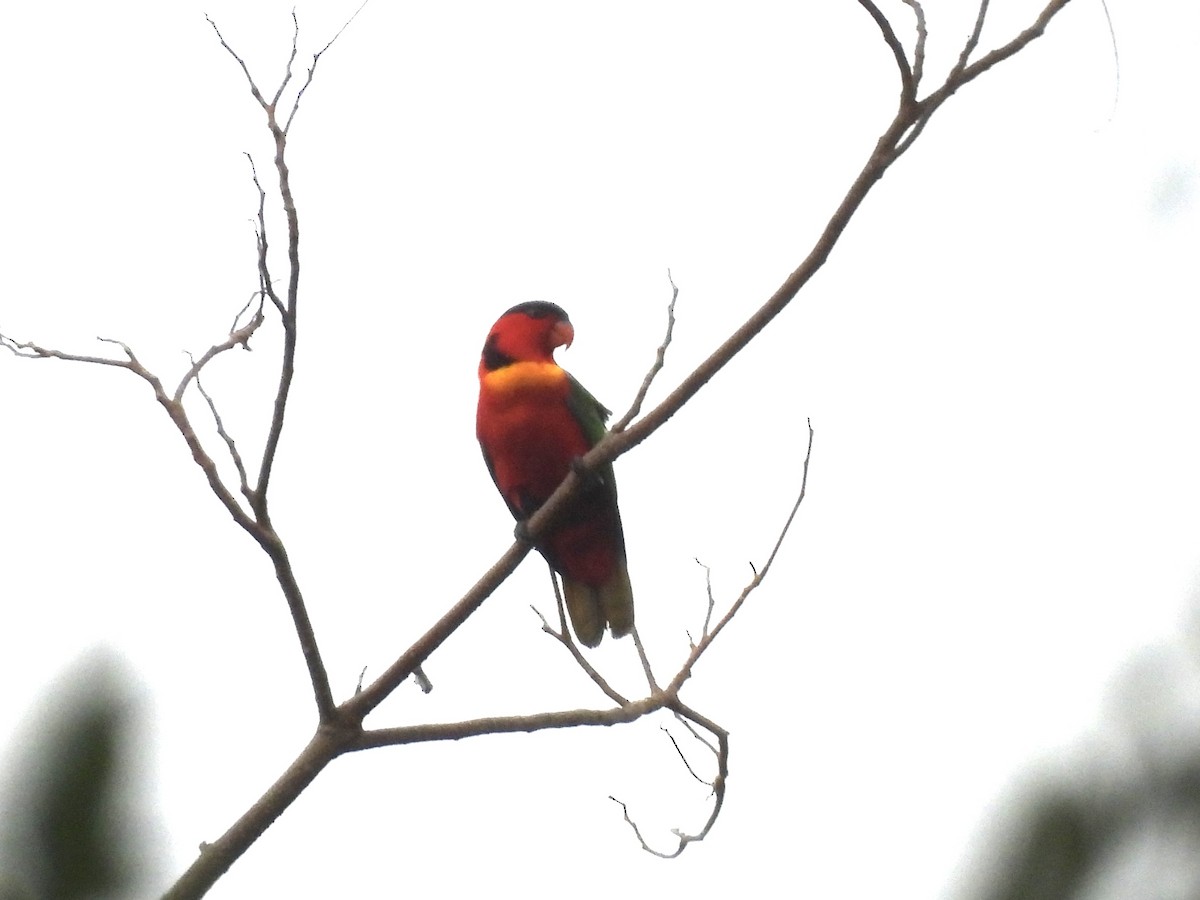 ヨダレカケズグロインコ - ML644121815