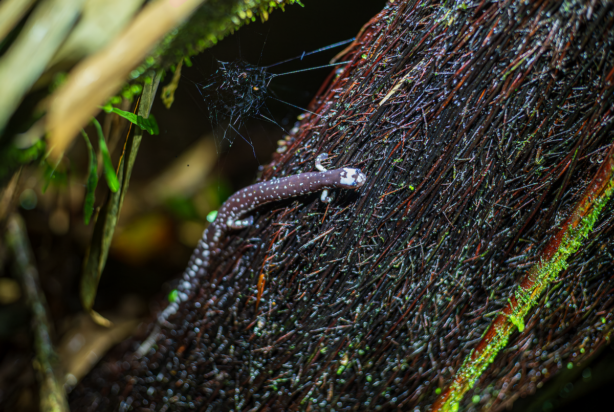 Los Diamantes Worm Salamander - ML644121821