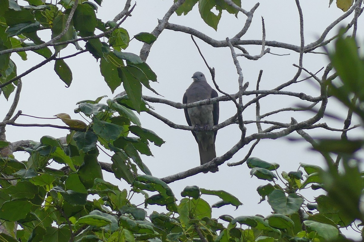Barking Imperial-Pigeon - ML644121825