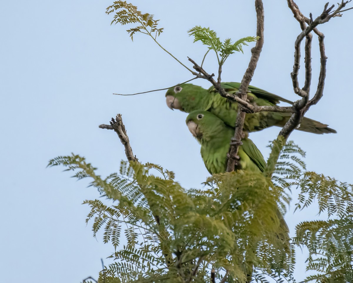 Conure de Finsch - ML644121832