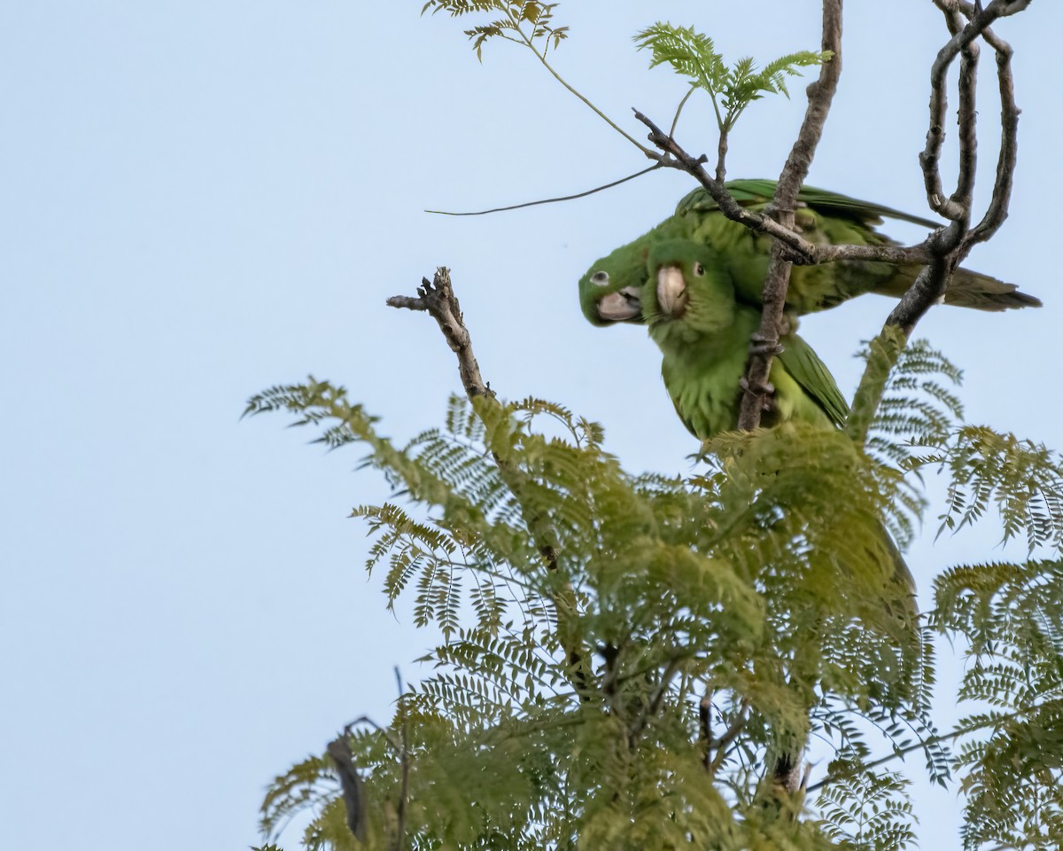 Conure de Finsch - ML644121833