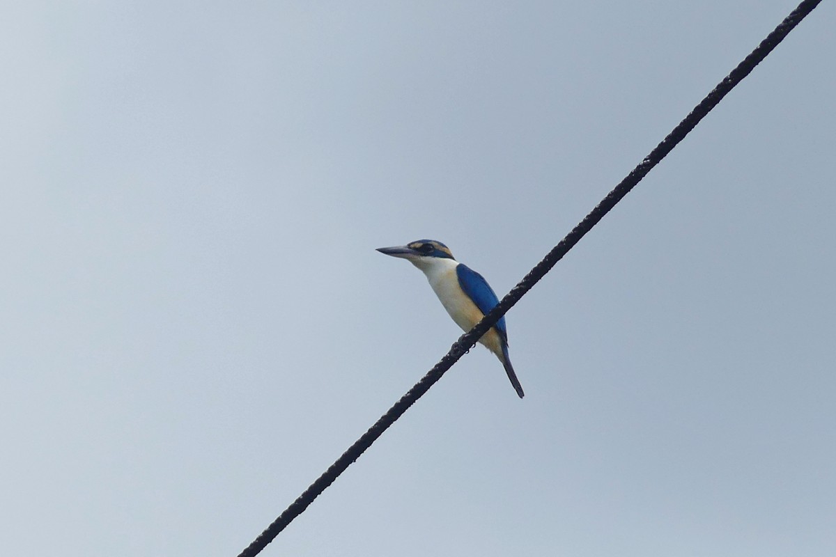 Pasifik Yalıçapkını - ML644121835