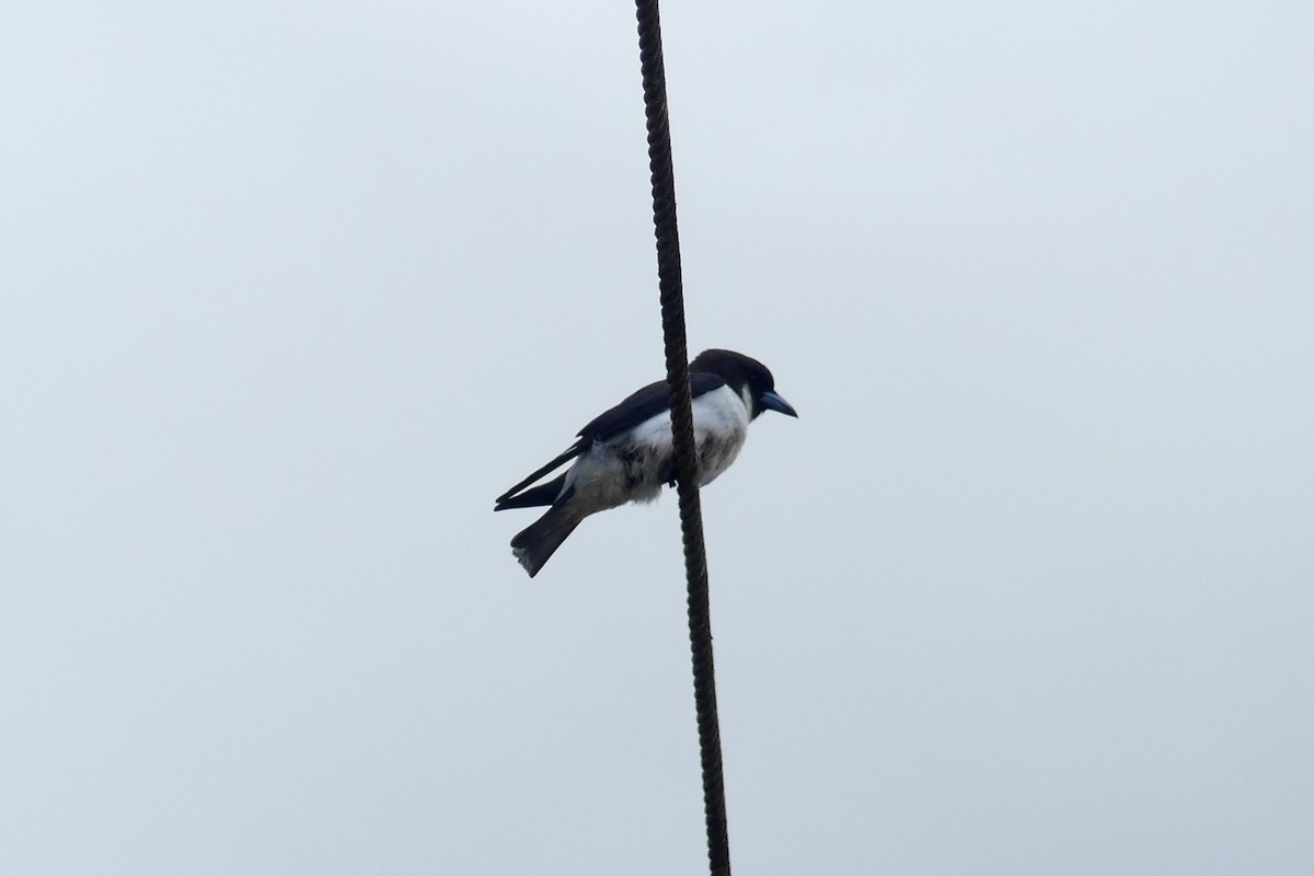 Fiji Woodswallow - ML644121838