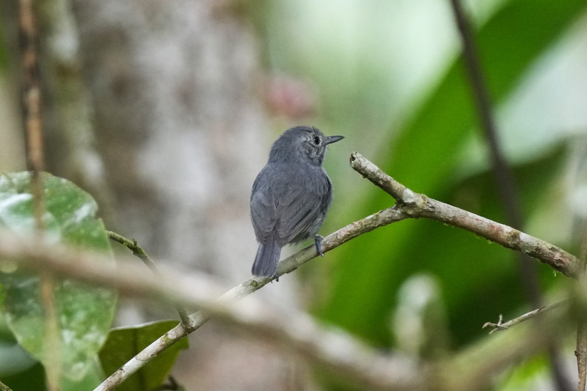 ムジヒメアリサザイ - ML644121839