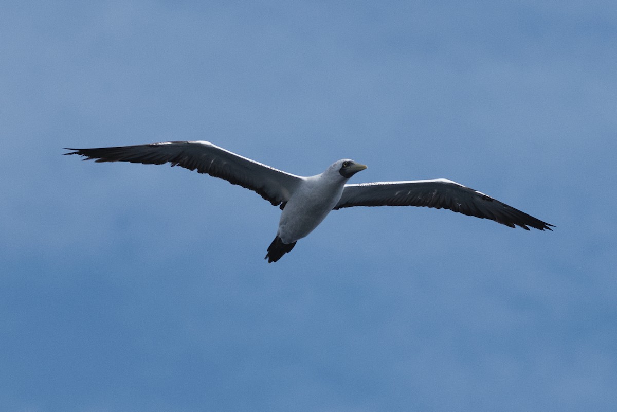 Masked Booby - ML644121840