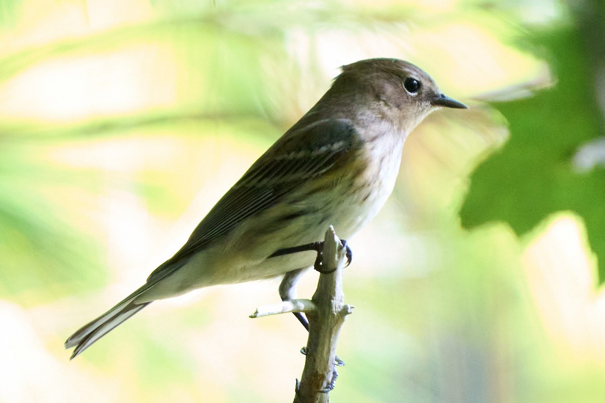Yellow-rumped Warbler - ML644121841