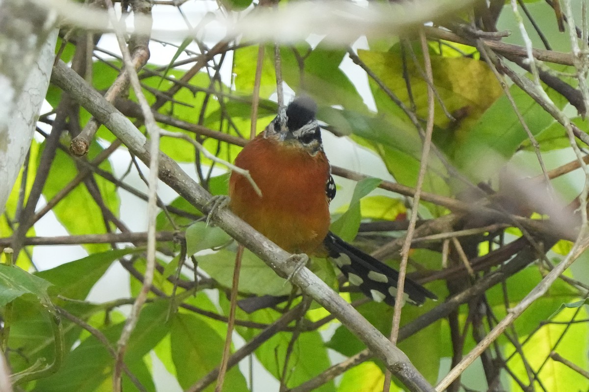 Ferruginous Antbird - ML644121844