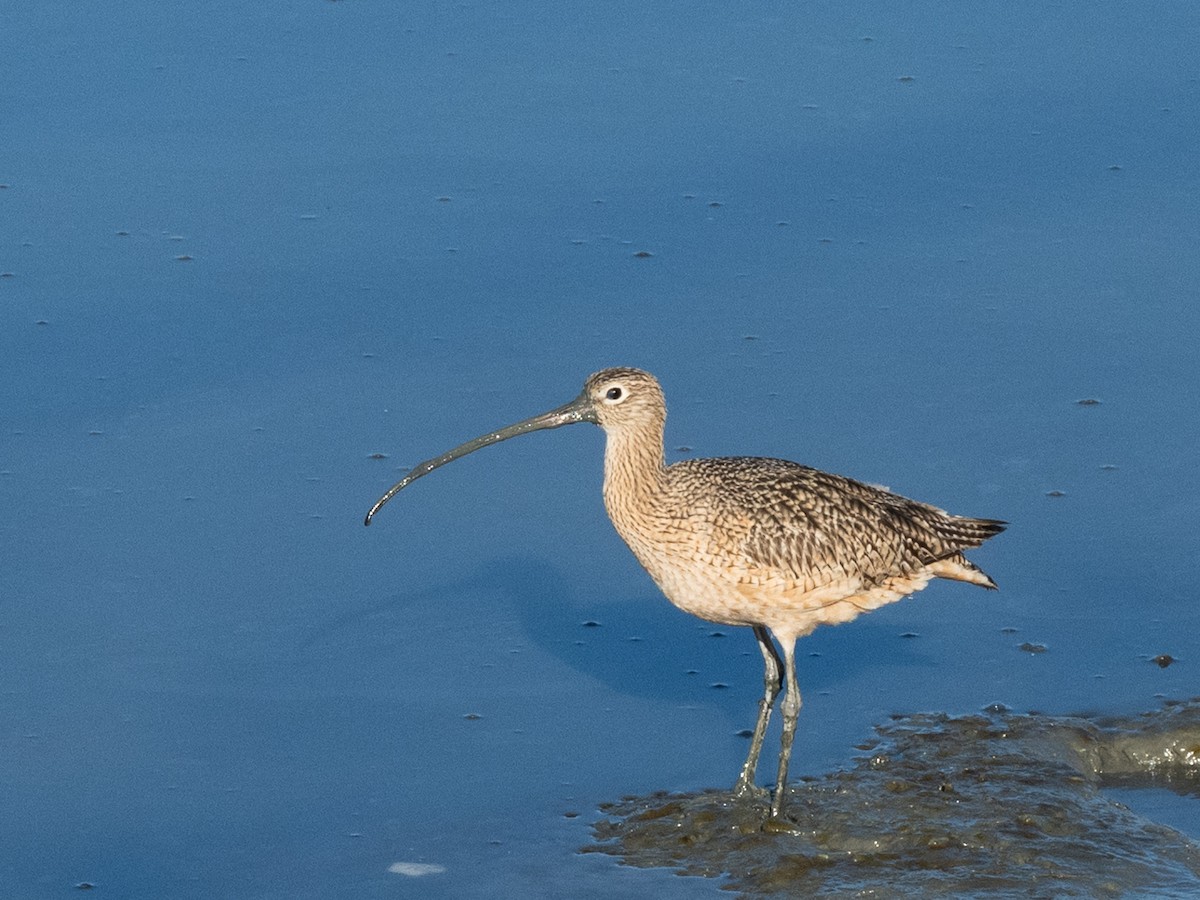 Long-billed Curlew - ML644121854