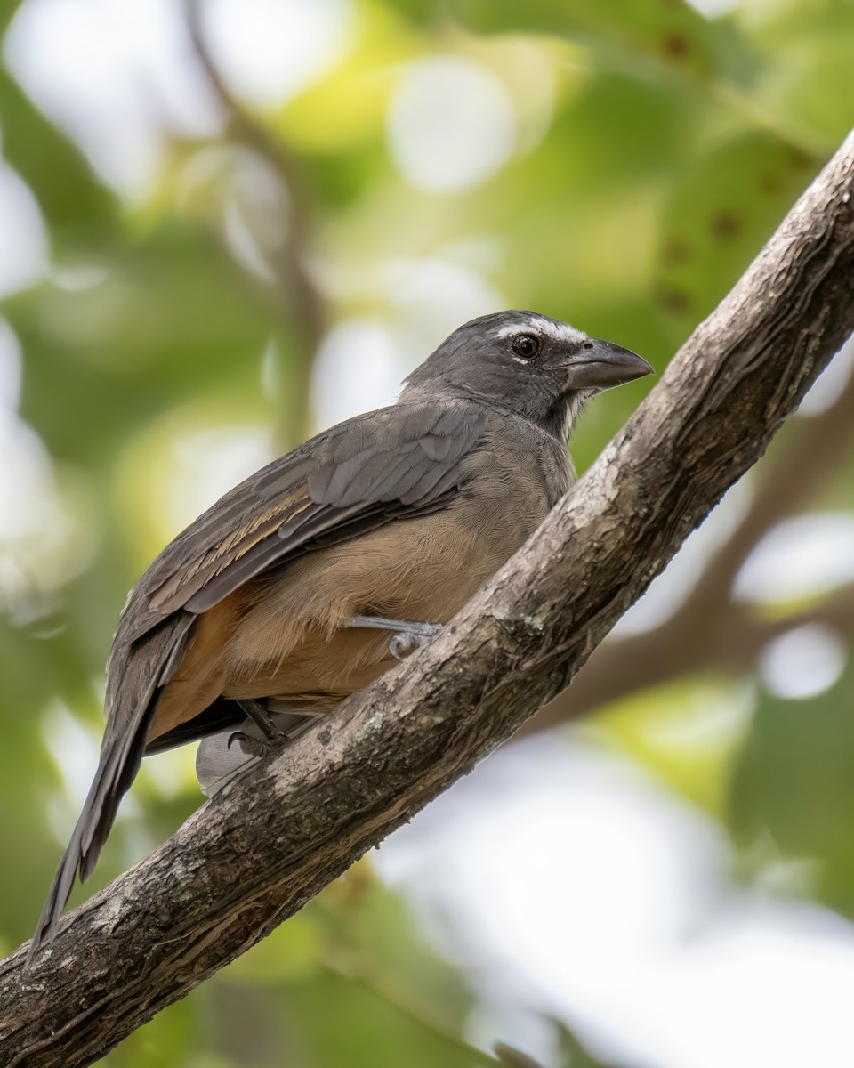 Cinnamon-bellied Saltator - ML644121866