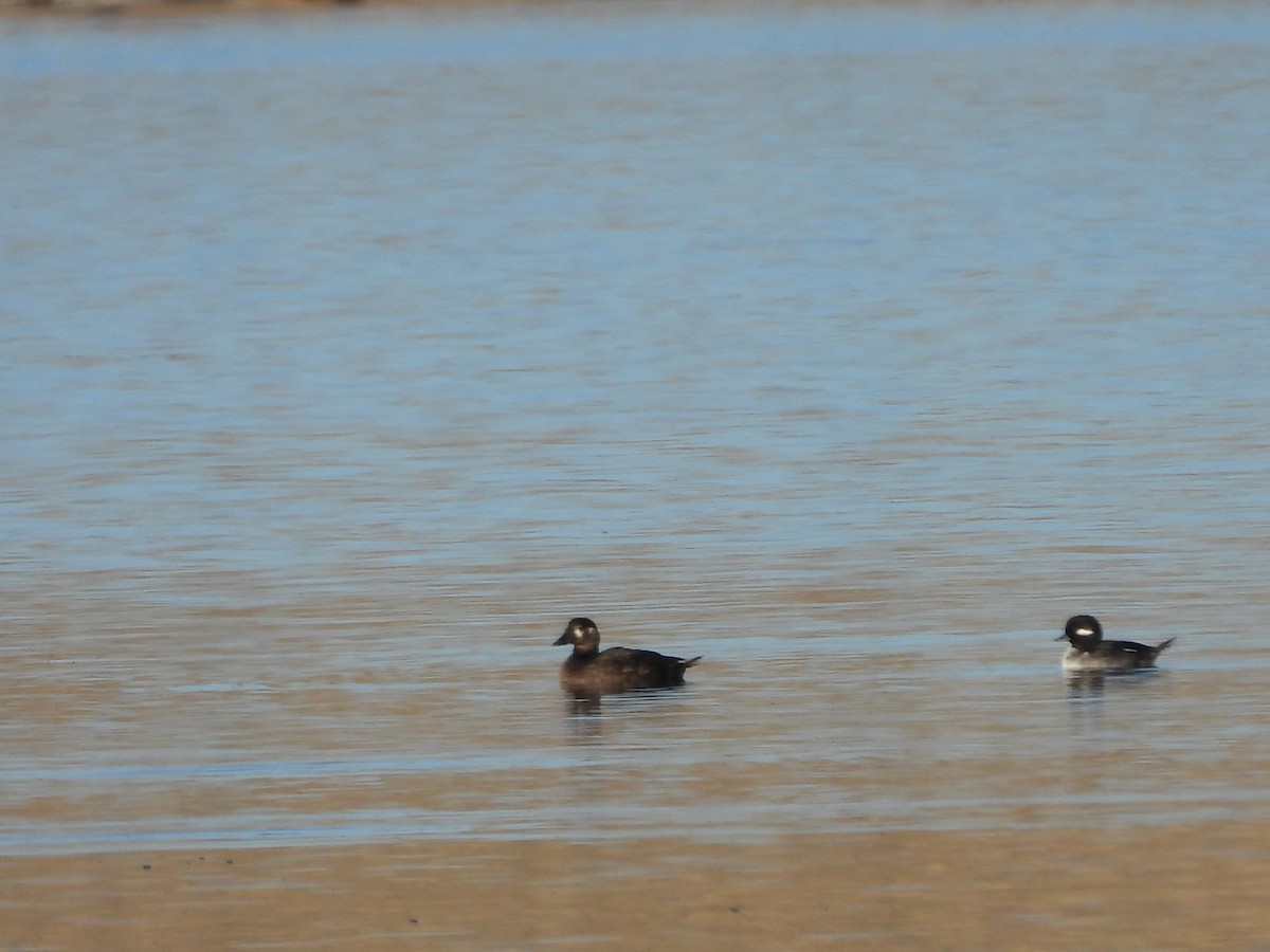 Surf Scoter - ML644121868