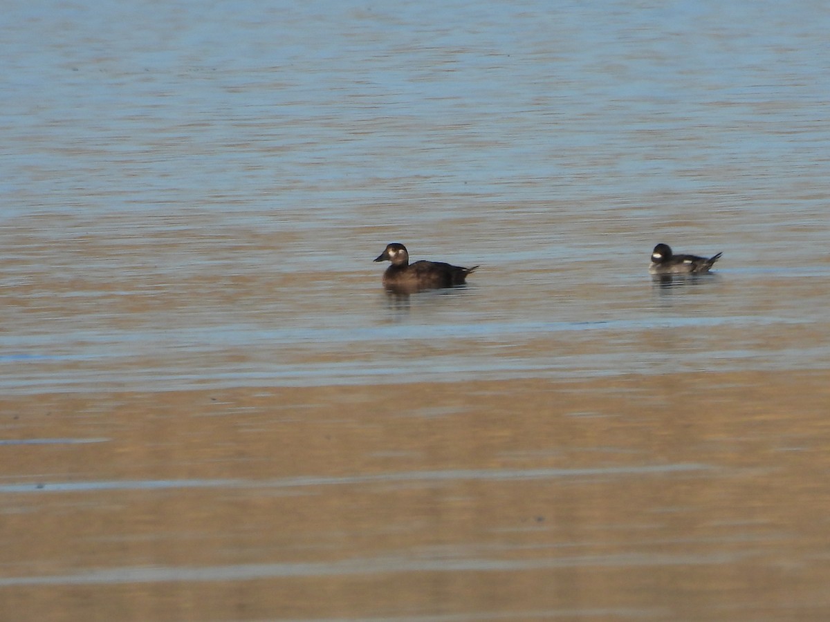 Surf Scoter - ML644121869