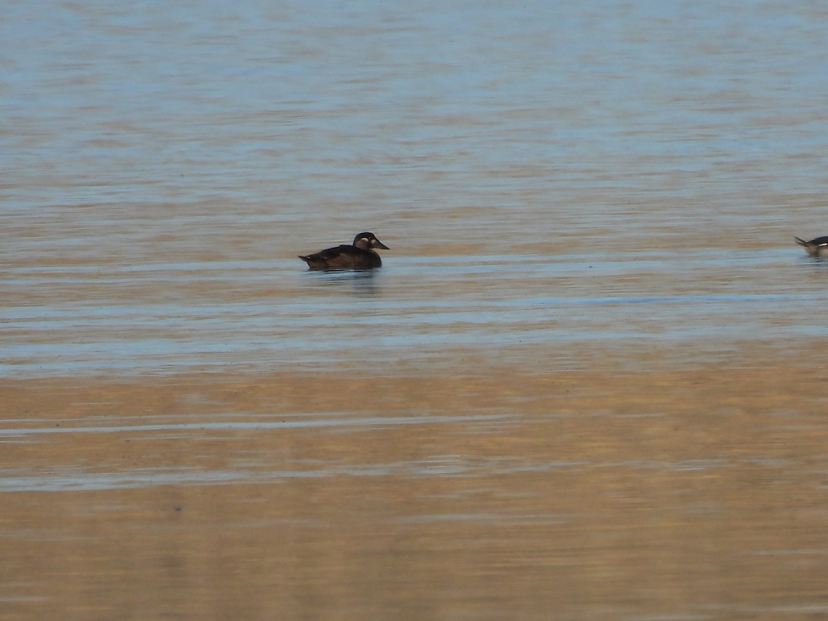 Surf Scoter - ML644121870