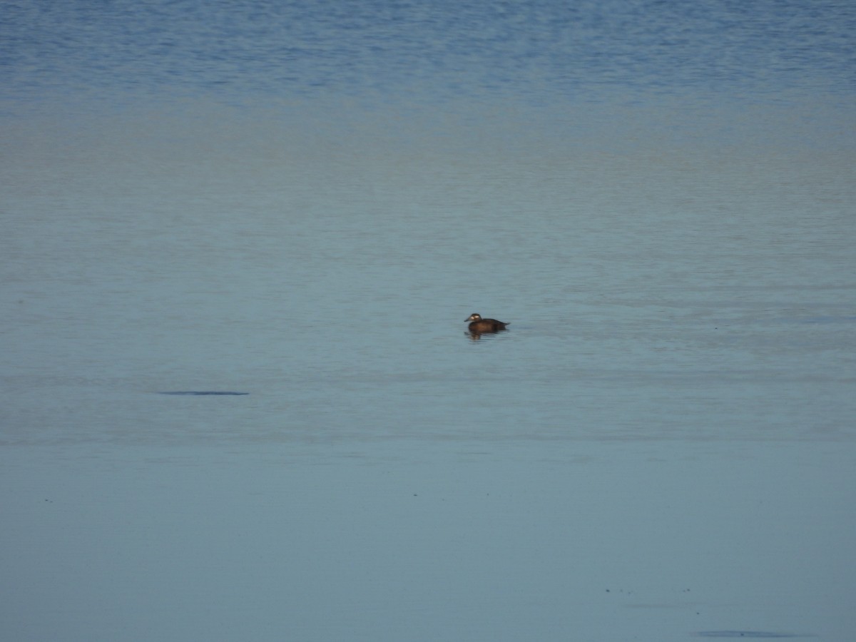 Surf Scoter - ML644121882